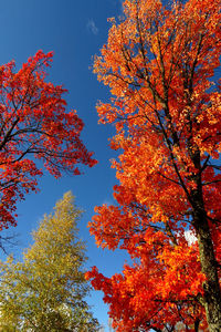 Low angle view of trees against clear sky