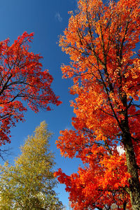 Low angle view of autumn trees against sky