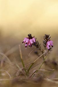 Close-up of pink flowers