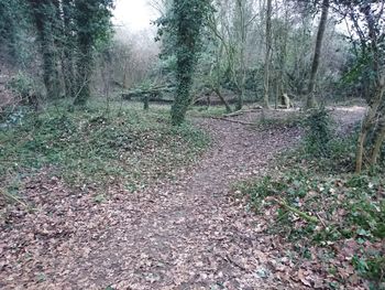 Trees in forest