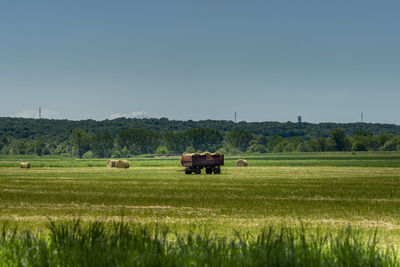 pasture