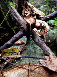 Close-up of moss growing on tree trunk