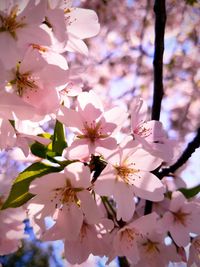 Close-up of pink cherry blossoms in spring