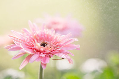 Close-up of pink flower