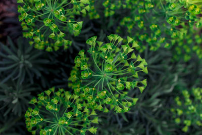 Close-up of fresh green plant