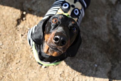 Close-up portrait of a dog