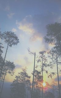 Low angle view of trees against sky at sunset