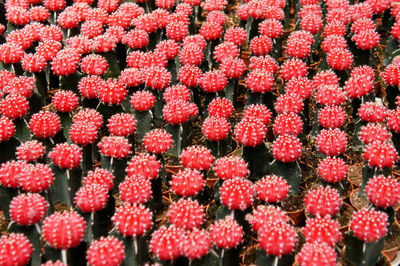 Full frame shot of red berries