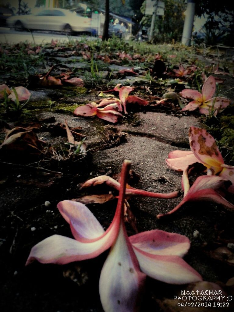 leaf, growth, nature, flower, fragility, close-up, plant, petal, outdoors, fallen, beauty in nature, dry, day, park - man made space, freshness, high angle view, leaves, sunlight, abundance, no people