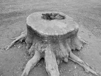 High angle view of turtle in water