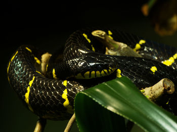 Close-up of lizard on leaf