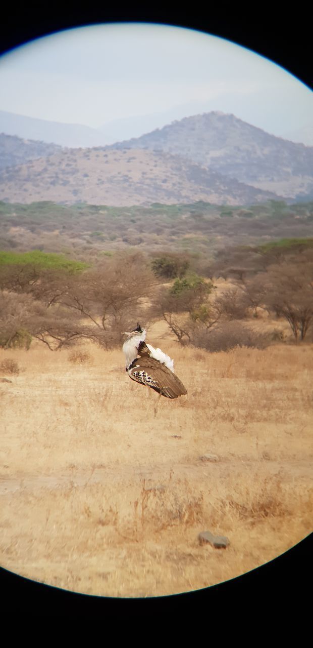 VIEW OF A HORSE ON DESERT