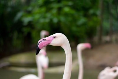 Close-up of a bird