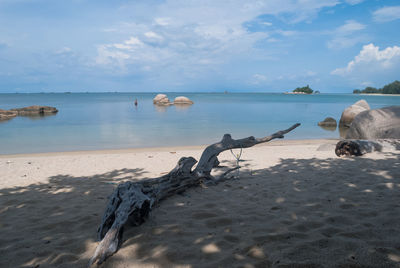 Driftwood at beach against cloudy sky