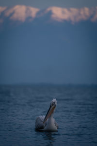 Pelican perching on lake