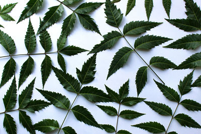 Full frame shot of leaves