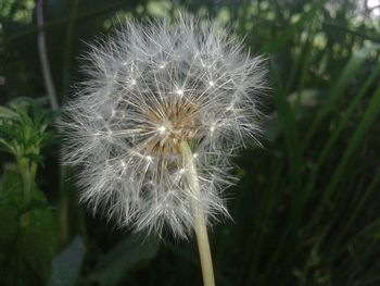 Close-up of dandelion