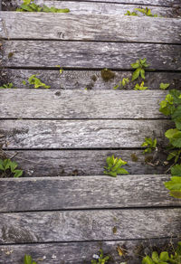 High angle view of wooden boardwalk