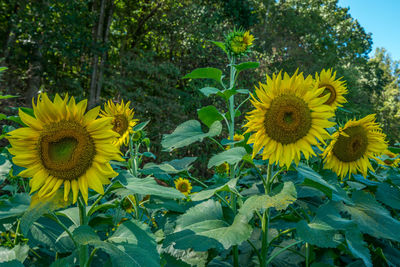 Close-up of yellow flowering plant