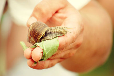 Close-up of person holding shell