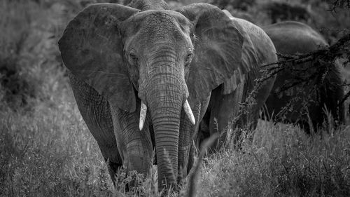 View of elephant on field black and white 