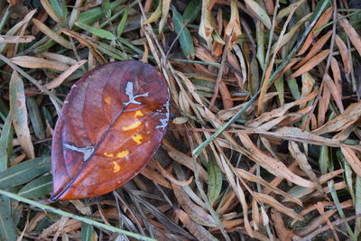 High angle view of lizard on grass