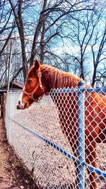 Fence with fence in background