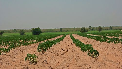 Cassava production field on sandy soil