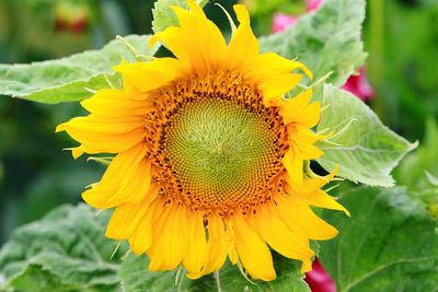 Close-up of sunflower