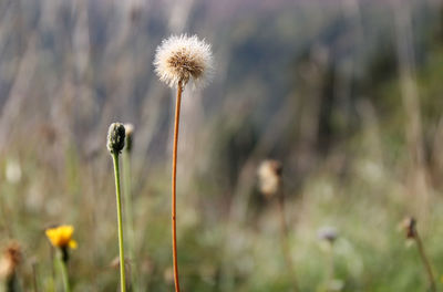 Close-up of wildflowers