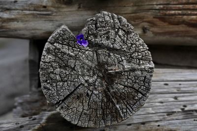 Close-up of tree stump