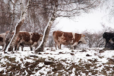 Winter rural domestic animal scene in the mountains, romania