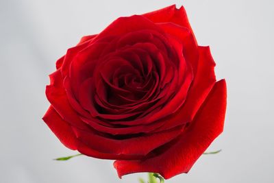 Close-up of red rose