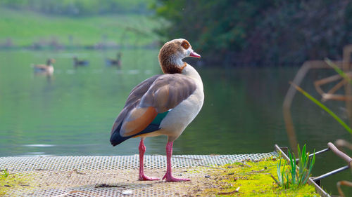 Large egyptian goose on side of lake standing on bank 