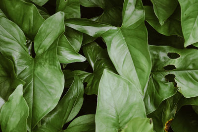 Full frame shot of leaves