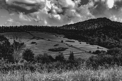 Scenic view of field against sky