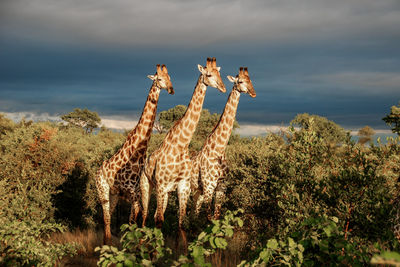 Giraffes amidst trees against cloudy sky