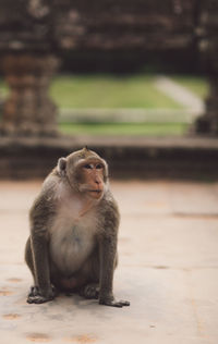 Monkey sitting by the temple 