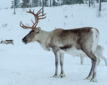 Side view of reindeer standing on snow covered field