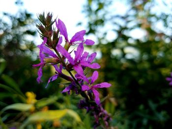 Close-up of purple flowers