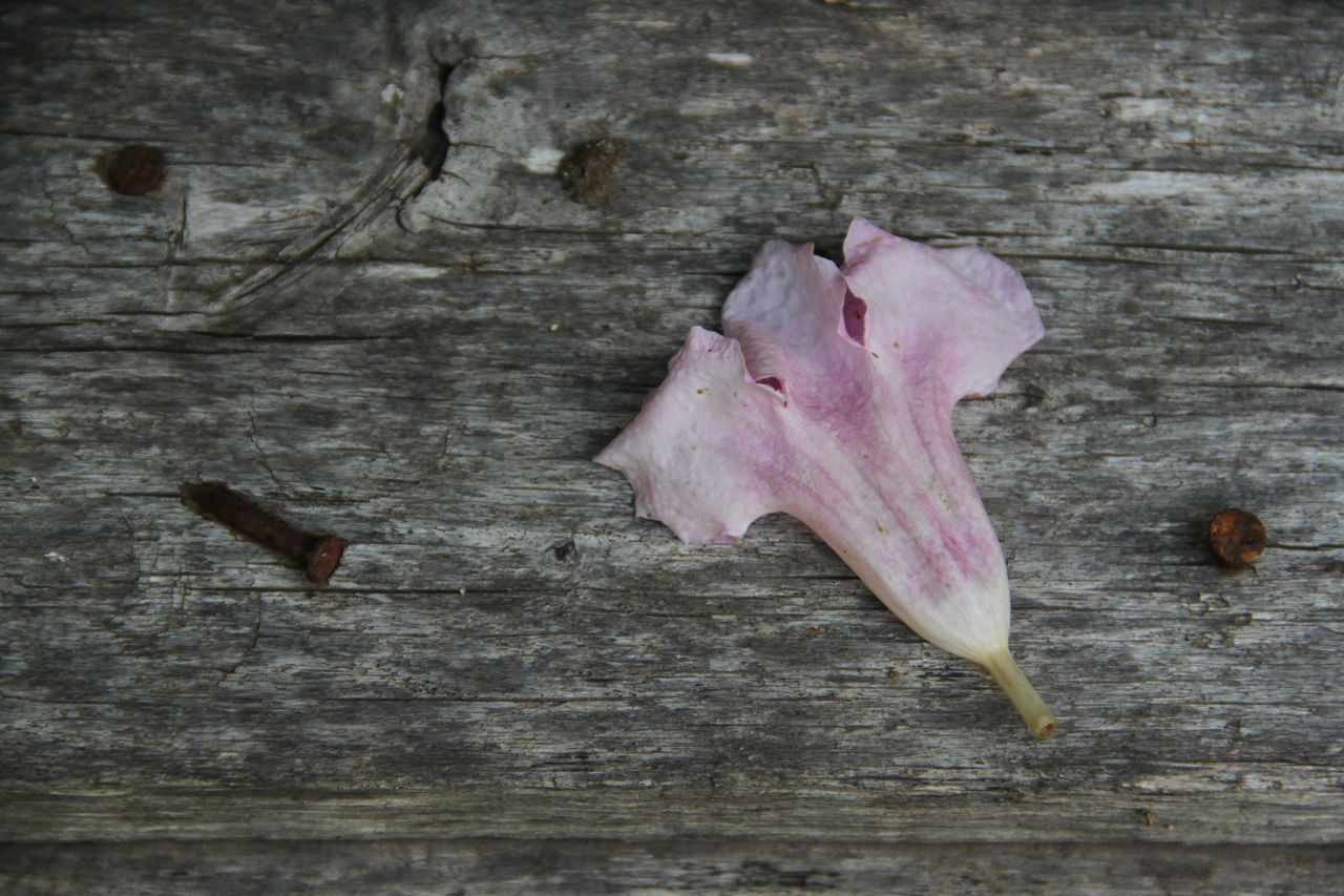 CLOSE-UP OF DRY FLOWERS