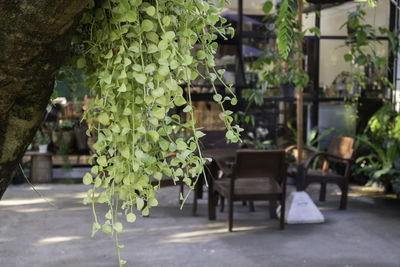 Potted plants on table in city