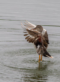 Bird standing in lake