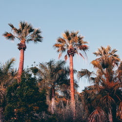 Low angle view of palm trees against clear sky