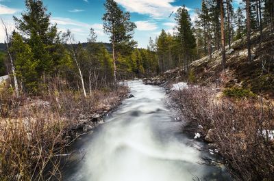 Stream flowing amidst trees in forest against sky