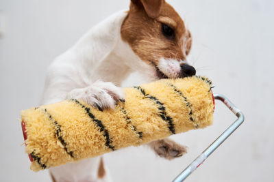 Close-up of a dog