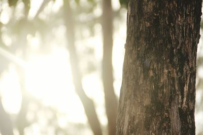 Close-up of tree trunk in forest