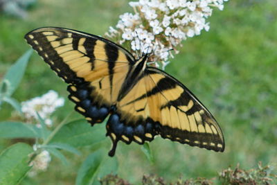 Close-up of butterfly pollinating on flower