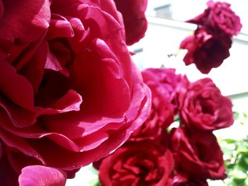 Close-up of pink rose