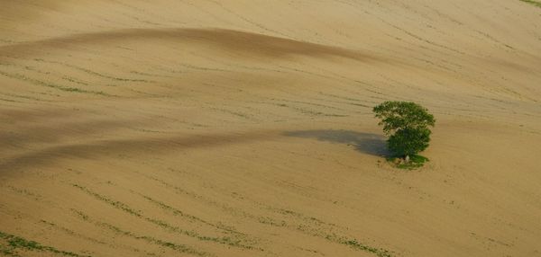 High angle view of plants on land